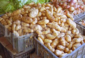 Benyounès- Nouri, L’art de se refiler la patate chaude