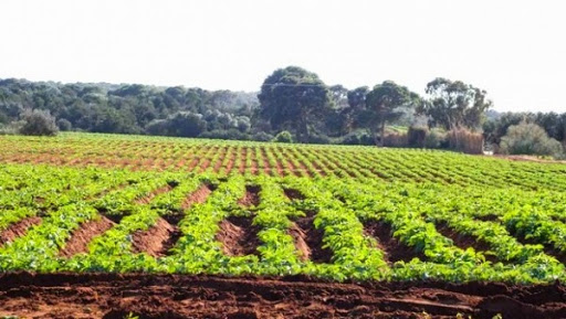 Concession des terres agricoles : 5.100 actes remis aux agriculteurs en trois ans
