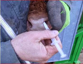 Épidémie de fièvre aphteuse à Sétif , Lancement de l’opération d’indemnisation des éleveurs