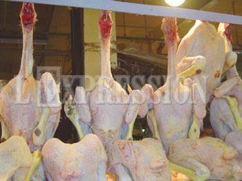 Évidé il affiche 320 à 420 DA le KG, Le poulet fait encore des siennes