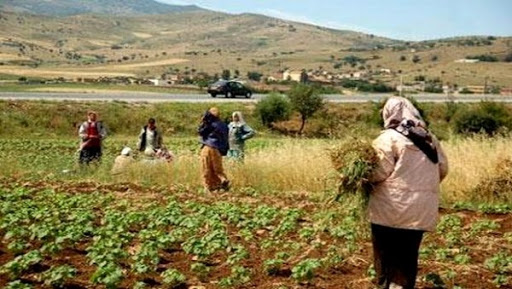 Guelma : appel à la création d’un réseau national de conseillères agricoles chargé de la femme rurale