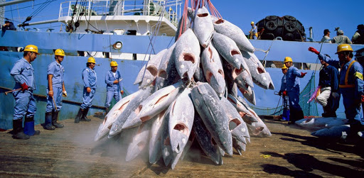 L’Algérie récupère sa quote part de 543 tonnes de thon rouge