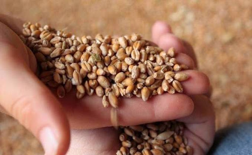 Le blé français atteint 450 euros pour la tonne, L’Algérie face à une nouvelle flambée