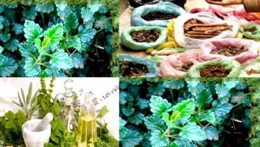 Les plantes médicinales et à parfum en quête d&rsquo;investisseurs