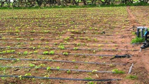 MASCARA: L&rsquo;espoir gagne les agriculteurs