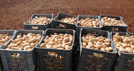 MOSTAGANEM: Baisse du prix de la pomme de terre