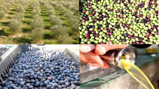 objectif de production de 120.000 quintaux d&rsquo;olives à Ain Temouchent (DSA)