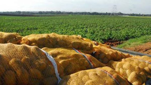 Pomme de terre : Aïn Defla non épargnée par la flambée des prix malgré son statut de 2e wilaya productrice