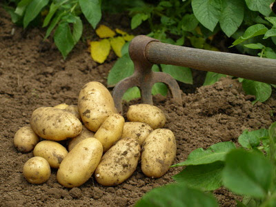 Pomme de terre : Une pénurie «provoquée» ?