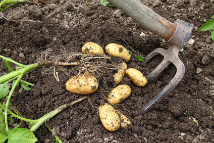 Récoltes de la pomme de terre et stabilisation du marché : Les intempéries annoncées risquent de fausser la donne