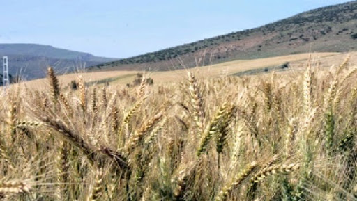 Réunir les conditions pour l&rsquo;amorce d&rsquo;une agriculture durable (UNPA)