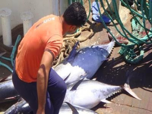 Vers l&rsquo;augmentation du quota de pêche de thon rouge en méditerranée et en Atlantique