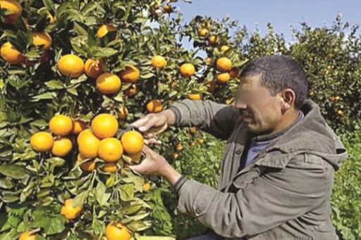 Apparition d’un mystérieux produit huileux, L’inquiétude des arboriculteurs à Aïn Témouchent