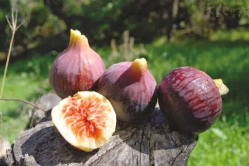 Béjaïa  Vers la labellisation de la figue de Béni Maouche