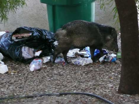Fin de l&rsquo;opération d&rsquo;abattage : 1.245 chiens errants et 22 sangliers éliminés