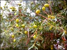 Huile d’argan : une huile pour être belle