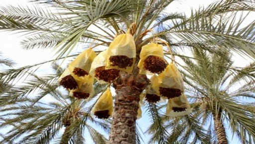 La production phoenicicole fortement affectée par les températures caniculaires