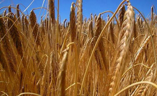 Les importations de blé dépassent les 2 milliards de dollars sur les 10 premiers mois 2014