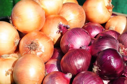 Notre agriculture ne produit plus rien ? : Et voilà l’oignon espagnol !