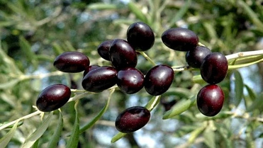 Olive: démarche pour une labellisation de la variété « Sigoise »