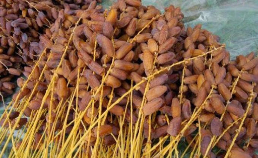 Production de dattes en hausse, Des écueils perdurent au niveau de la logistique