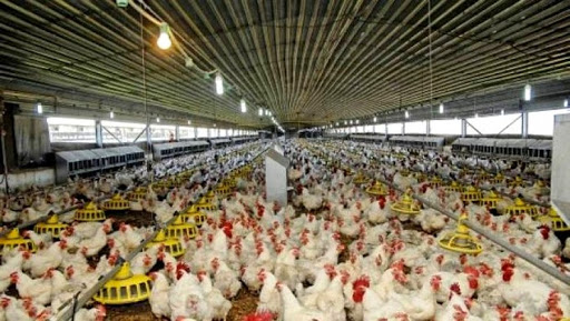 Salon de zootechnie : le manque d’abattoirs avicoles souligné à Sidi Bel-Abbès