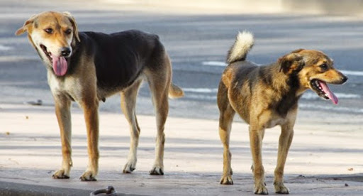 TISSEMSILT : Des tombes profanées à Ouled Bessam par des chiens errants
