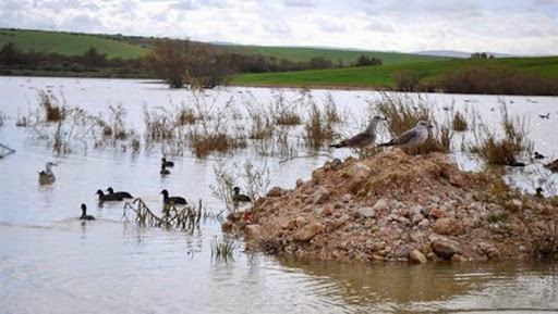 Dénombrement des oiseaux d’eau à El Tarf