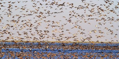 Ghardaia : près de 2.950 oiseaux migrateurs répertoriés dans la zone humide du lac de Sebkhat El-Maleh