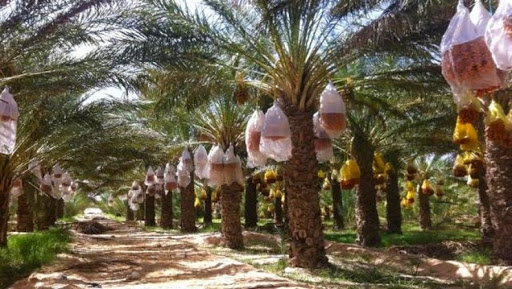 Le marché asiatique s&rsquo;ouvre à la datte algérienne