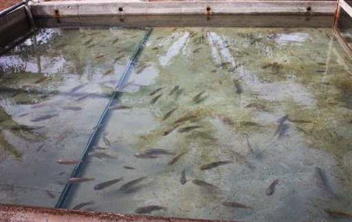 Oran : entrée en production de la première ferme aquacole