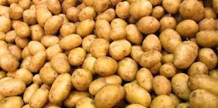 Pomme de terre: les producteurs de Bouira refusent le prix du Syrpalac
