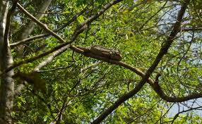 S’étendant sur près de 7 hectares : Le site archéologique d’Ichoukane classé patrimoine national