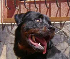 Un petit garçon mordu à mort par un chien à Bordj El-Kifan( Alger)