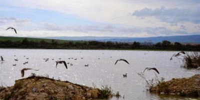 Une ‘‘Bird Map’’ en projet à Constantine (association)