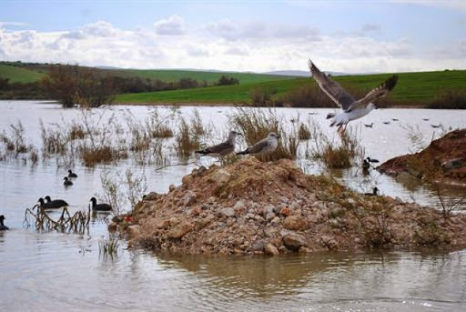 Zones humides : Appel à l&rsquo;arrêt immédiat des déversements des eaux usées dans le lac Télamine (Oran)