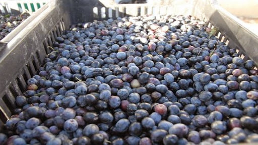 Béjaia : plus de 100 exposants à la 18ème fête de l’olive à Akbou