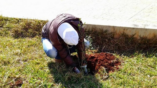 Des associations lancent à Alger un programme de plantation de 10.000 arbres à l’échelle nationale