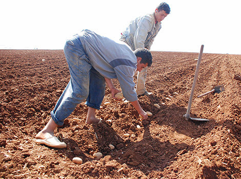 Des eaux usées pour irriguer les terres agricoles à Oran, 43 fellahs pris en flagrant délit