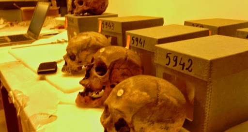 Des restes mortuaires de résistants algériens, conservés au musée de l’Homme en France