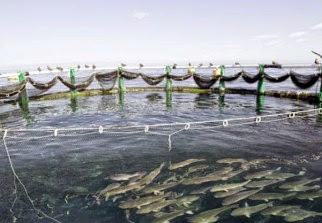 En dépit d’une amélioration de la Production halieutique à Boumerdes: Des prix toujours élevés