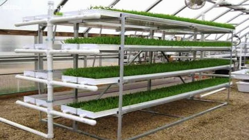 Encourager la culture hydroponique pour réduire le coût du fourrage et améliorer la production laitière