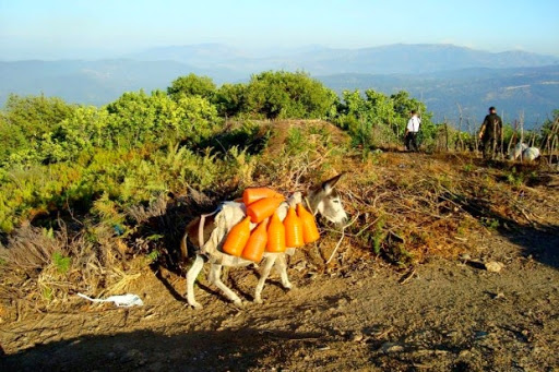 Ils ont fui leurs villages durant la décennie noire,  Jijel : les villageois retournent chez eux