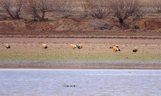 Impliquer les jeunes dans le travail de volontariat pour protéger les zones humides (universitaires)