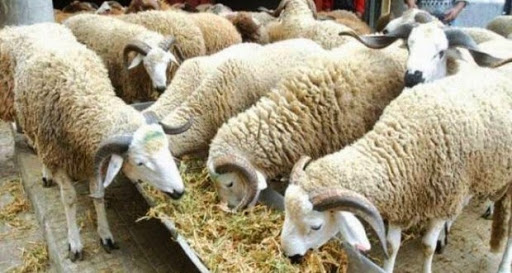 La clavelée fait son apparition: Les éleveurs dans la spirale des pandémies