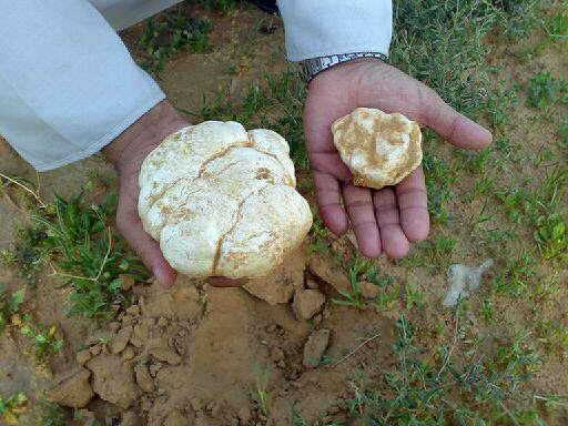 La truffe des sables déjà cotée à 5 000 DA le kilo, à Béchar