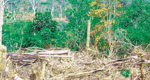 MOSTAGANEM : Les perturbations météorologiques ont détruit d’énormes cultures