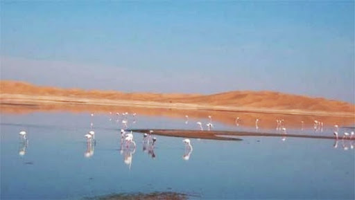 Ouargla: près de 2.500 oiseaux aquatiques migrateurs recensés