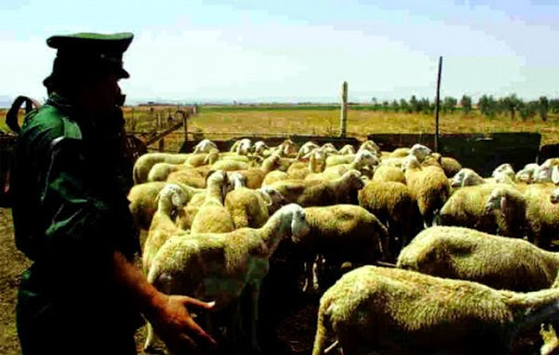 Trafic de cheptel : Le rapport noir de la gendarmerie