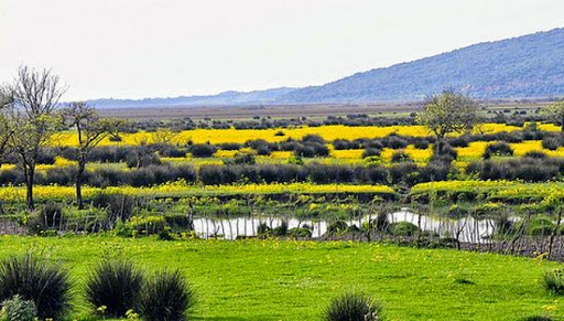 Une association de Skikda appelle à la protection de la zone humide de Guerbès-Sanhadja